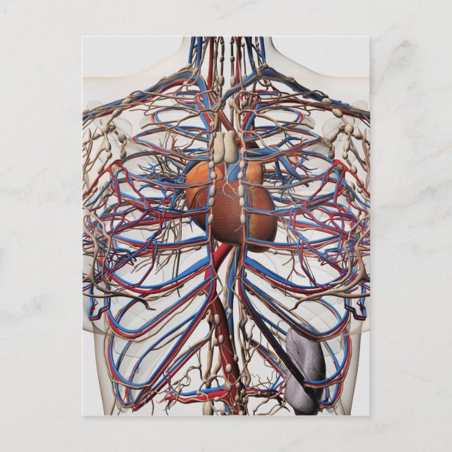 Medical Illustration Of Female Breast Arteries Postcard (Front)