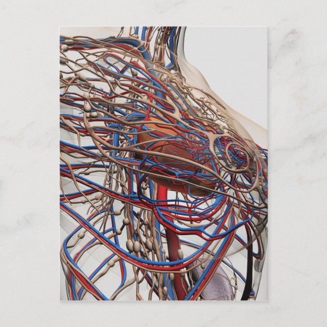 Medical Illustration Of Female Breast Arteries Postcard (Front)