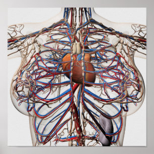 Medical Illustration Of Female Breast Arteries Poster