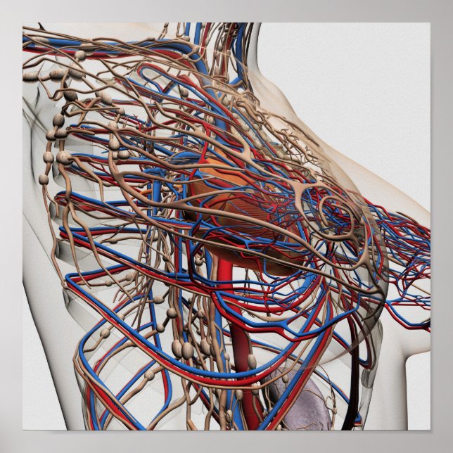 Medical Illustration Of Female Breast Arteries Poster (Front)