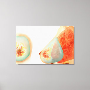 Medical Illustration Of Female Breast Canvas Print