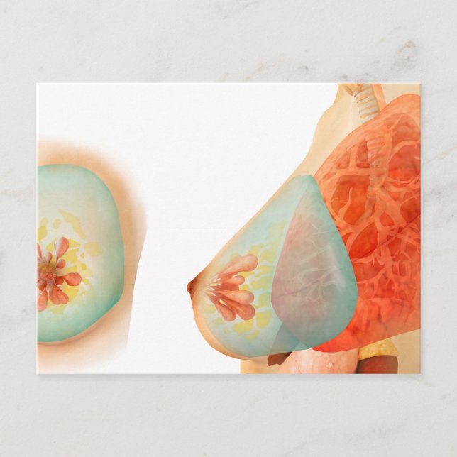 Medical Illustration Of Female Breast Postcard (Front)