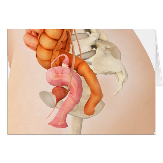Medical Illustration Of Female Genital Organs 2 (Front Horizontal)