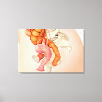 Medical Illustration Of Female Genital Organs 2