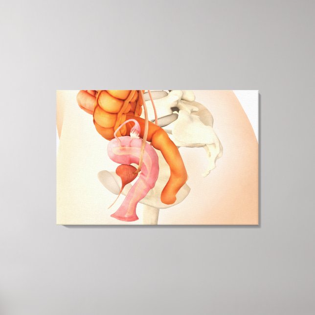Medical Illustration Of Female Genital Organs 2 Canvas Print (Front)