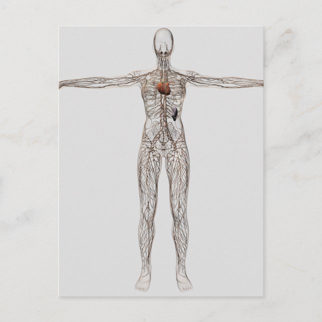 Medical Illustration Of Female Lymphatic System Postcard (Front)