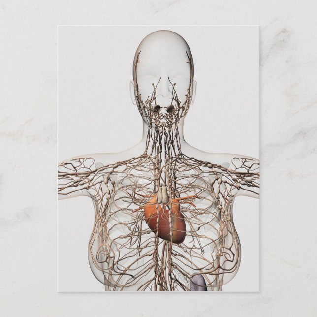 Medical Illustration Of Female Lymphatic System Postcard (Front)