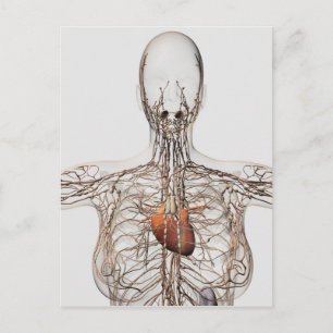 Medical Illustration Of Female Lymphatic System Postcard