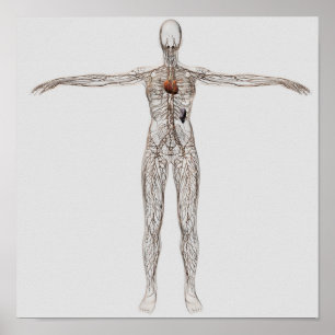 Medical Illustration Of Female Lymphatic System Poster