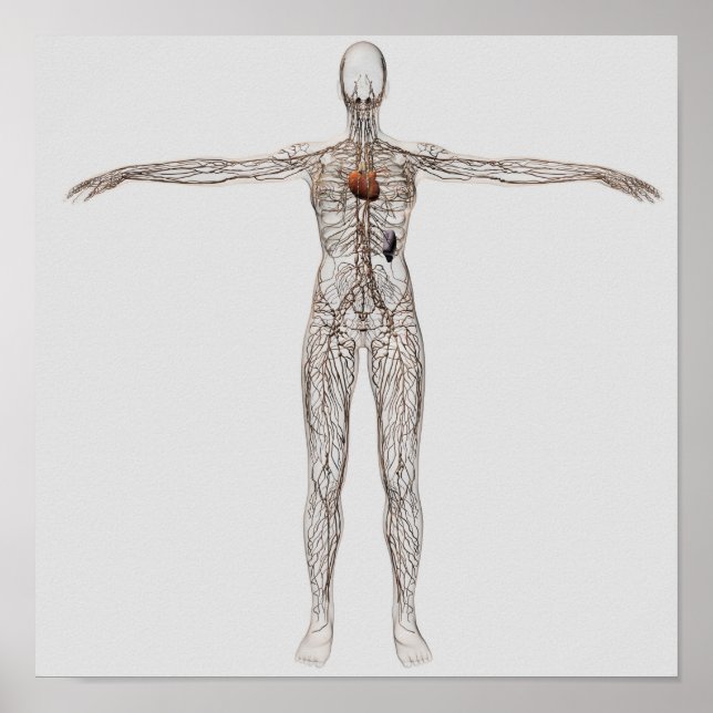 Medical Illustration Of Female Lymphatic System Poster (Front)