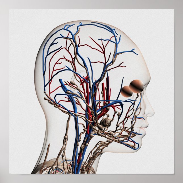 Medical Illustration Of Head Arteries 1 Poster (Front)