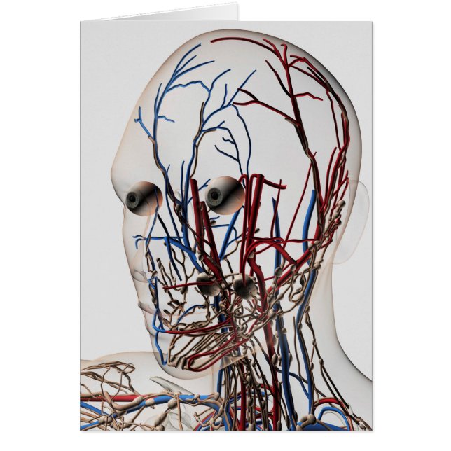 Medical Illustration Of Head Arteries 2 (Front)