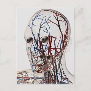 Medical Illustration Of Head Arteries 2 Postcard