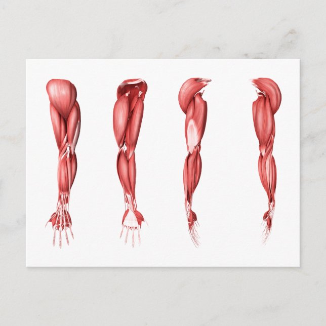 Medical Illustration Of Human Arm Muscles Postcard (Front)