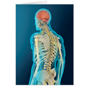 Medical Illustration Of Human Brain & Brain Stem