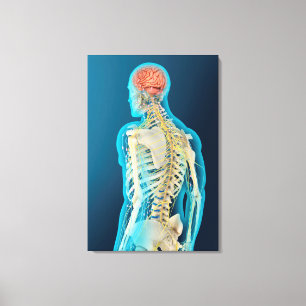 Medical Illustration Of Human Brain & Brain Stem Canvas Print