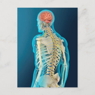 Medical Illustration Of Human Brain & Brain Stem Postcard