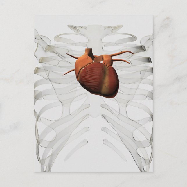 Medical Illustration Of Human Heart And Rib Cage Postcard (Front)