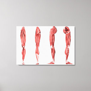 Medical Illustration Of Human Leg Muscles Canvas Print