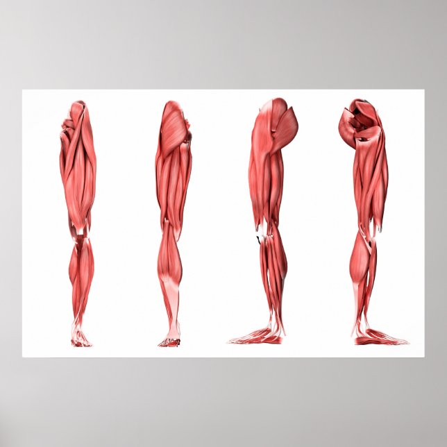 Medical Illustration Of Human Leg Muscles Poster (Front)