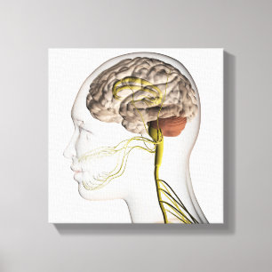 Medical Illustration Of Human Nervous System 1 Canvas Print