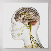 Medical Illustration Of Human Nervous System 1