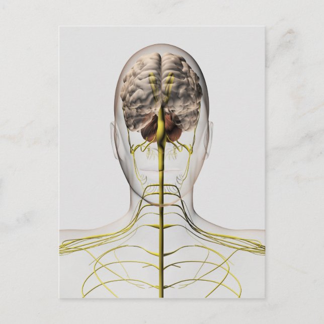 Medical Illustration Of Human Nervous System 2 Postcard (Front)