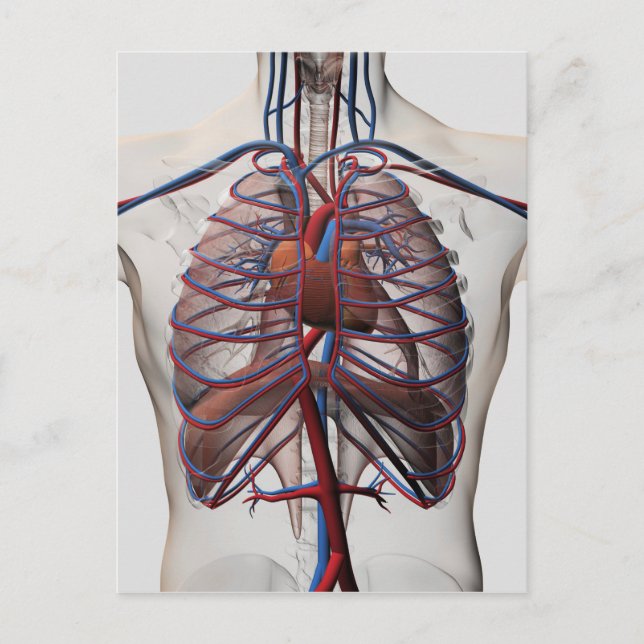 Medical Illustration Of Male Chest Postcard (Front)
