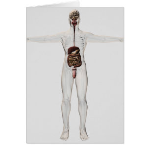 Medical Illustration Of Male Digestive System