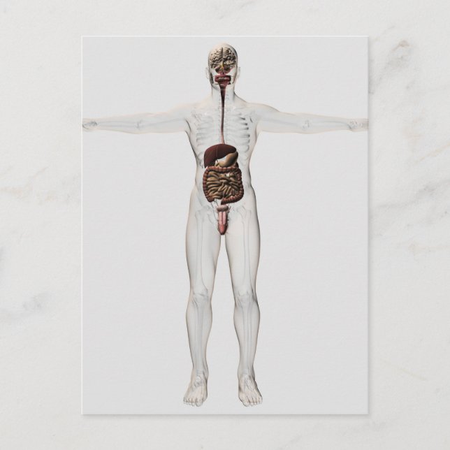 Medical Illustration Of Male Digestive System Postcard (Front)