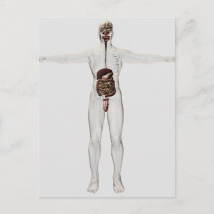 Medical Illustration Of Male Digestive System Postcard