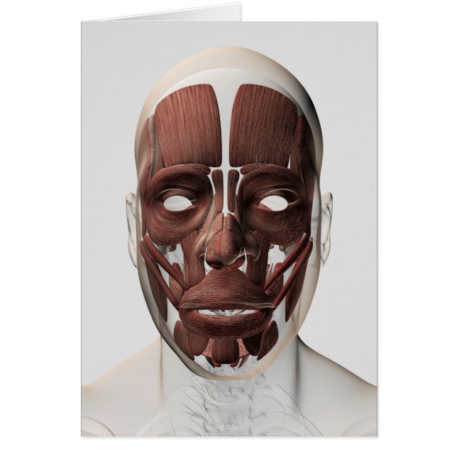 Medical Illustration Of Male Facial Muscles (Front)