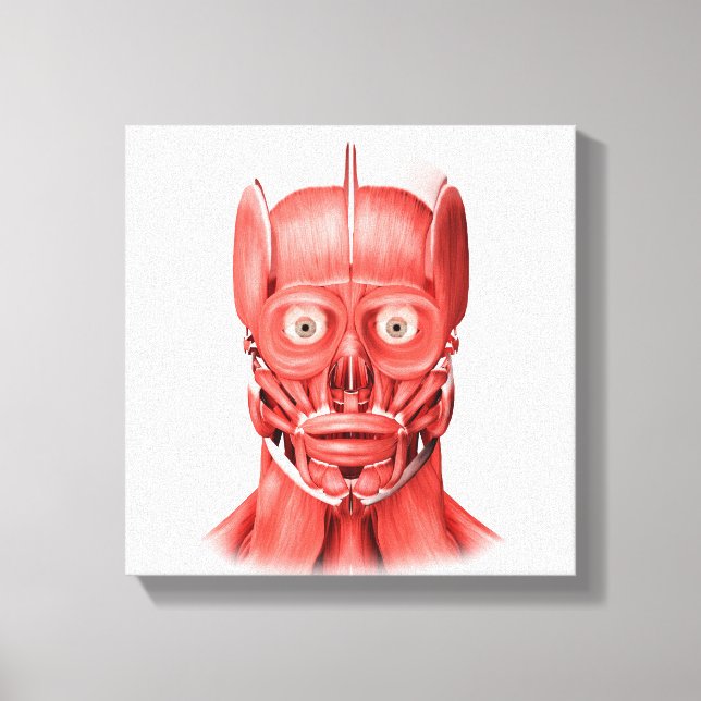 Medical Illustration Of Male Facial Muscles 1 Canvas Print (Front)