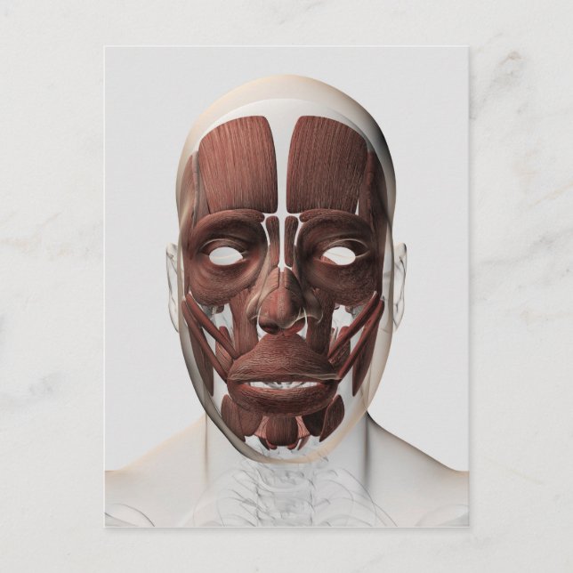 Medical Illustration Of Male Facial Muscles Postcard (Front)