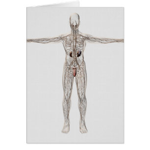 Medical Illustration Of Male Lymphatic System