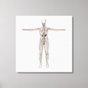 Medical Illustration Of Male Lymphatic System Canvas Print