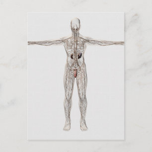 Medical Illustration Of Male Lymphatic System Postcard