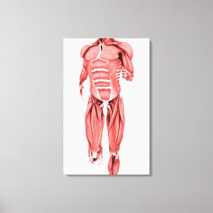Medical Illustration Of Male Muscles Running 1 Canvas Print