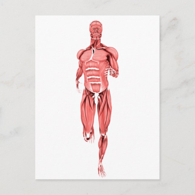 Medical Illustration Of Male Muscles Running 1 Postcard (Front)