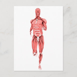 Medical Illustration Of Male Muscles Running 1 Postcard