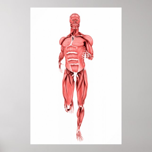 Medical Illustration Of Male Muscles Running 1 Poster (Front)
