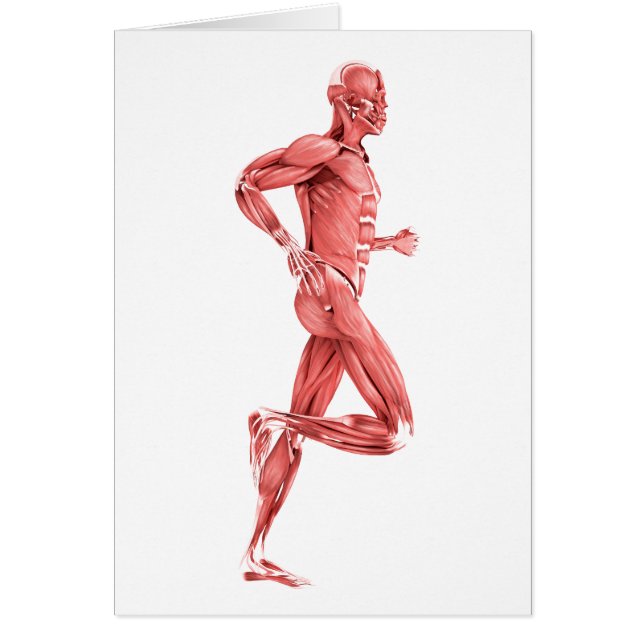 Medical Illustration Of Male Muscles Running 2 (Front)