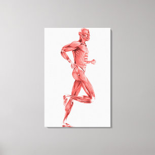 Medical Illustration Of Male Muscles Running 2 Canvas Print