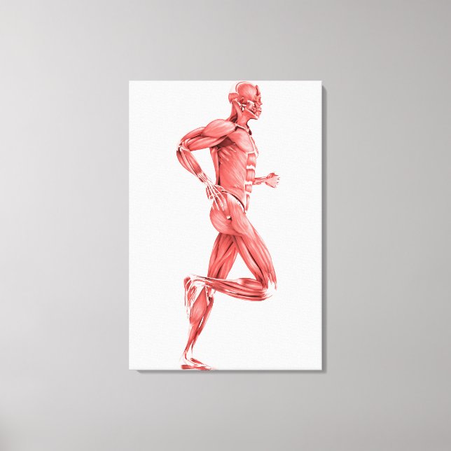 Medical Illustration Of Male Muscles Running 2 Canvas Print (Front)