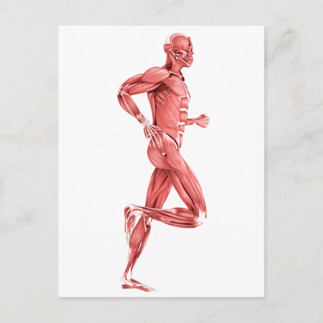 Medical Illustration Of Male Muscles Running 2 Postcard (Front)