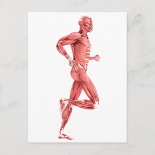 Medical Illustration Of Male Muscles Running 2 Postcard
