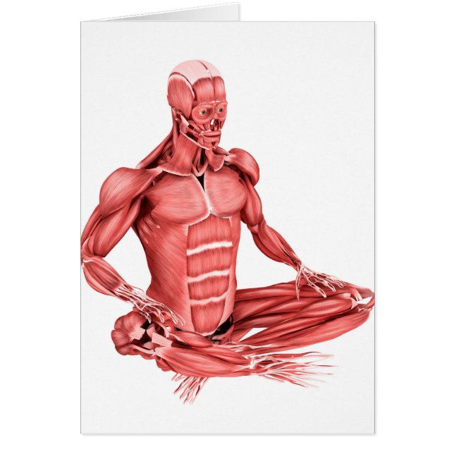Medical Illustration Of Male Muscles Sitting (Front)