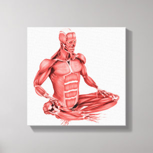 Medical Illustration Of Male Muscles Sitting Canvas Print