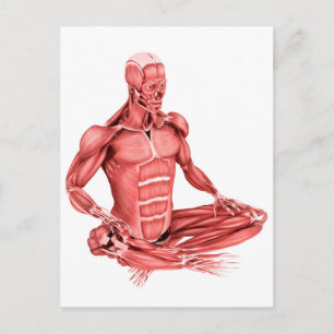 Medical Illustration Of Male Muscles Sitting Postcard