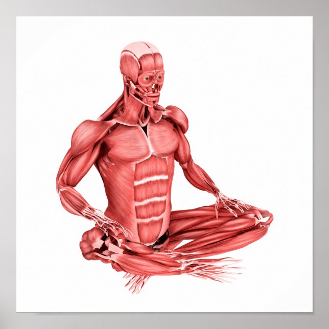 Medical Illustration Of Male Muscles Sitting Poster (Front)